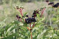 berries-black-ebulus-ripe-sambucus-87403.jpg