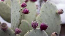 cactus-flower-green-1289713.jpg