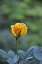 yellow-roses-summer-rosebud-810519.jpg