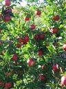 apples-branch-apple-tree-fruit-red-418094.jpg