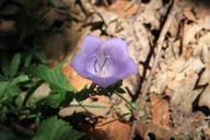 bell-bellflower-campanula-flowers-87518.jpg