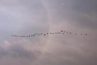 clouds-birds-flight-fly-water-bird-947443.jpg