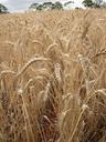 wheat-wheat-field-cereal-landscape-276502.jpg