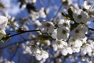 cherry-blossoms-white-flower-tree-1007969.jpg