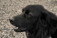 black-and-white-dog-portrait-654480.jpg