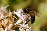 bee-insect-fauna-forage-garden-561788.jpg