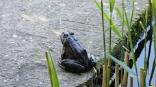 frog-lake-nature-617776.jpg