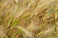 barley-cereal-agriculture-1479416.jpg