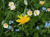 wildflowers-meadow-dandelion-1260738.jpg