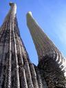 giant-saguaro-cactus-cacti-plant-113683.jpg