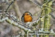 robin-bird-red-robin-animal-63493.jpg