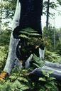 Ferns and tree stump.jpg