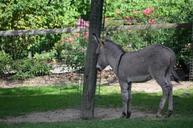 donkey-tree-zoo-head-animal-577265.jpg