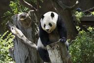 panda-bear-wildlife-zoo-cute-739331.jpg