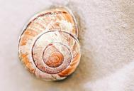 snail-snail-shell-sand-shell-472853.jpg