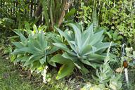 succulent-plant-tropical-landscape-1302133.jpg