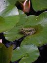 frog-pond-lily-pad-green-453055.jpg