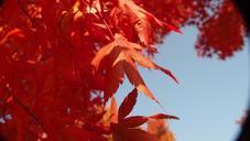 autumn-leaves-autumn-wood-216489.jpg