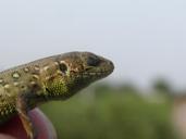 lizard-meditation-serenity-648358.jpg