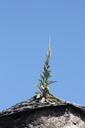 roof-plant-tiles-543058.jpg