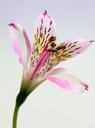 lily-flower-floral-flora-nature-452463.jpg