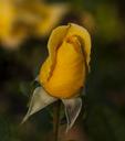 yellow-rose-flower-flora-floral-445325.jpg