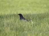 raven-bird-black-meadow-298137.jpg