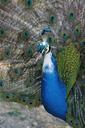 peacock-bird-nature-animals-animal-455443.jpg