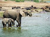 elephant-uganda-joy-water-animals-1535882.jpg