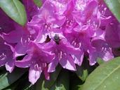 rhododendron-with-fly-pink-blossom-350978.jpg