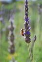 bee-lavender-flower-summer-nature-635909.jpg