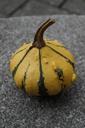 pumpkin-gourd-deco-autumn-1005120.jpg