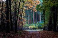 forest-autumn-leaves-fall-color-647881.jpg