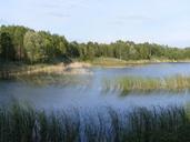 pond-nature-grass-reeds-surface-647983.jpg