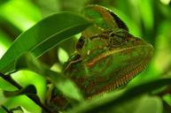 chameleon-reptile-animal-green-101106.jpg