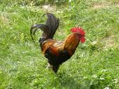 gallo-feathers-cock-lawn-farm-927561.jpg