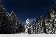 starry-night-pine-trees-snow-1082060.jpg