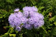 purple-flower-purple-flowers-plant-1694499.jpg