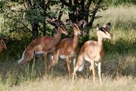 animals-impala-africa-etosha-55256.jpg