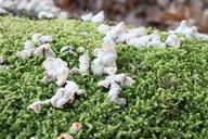 bracket-fungi-fungus-moss-stump-88077.jpg