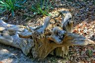 driftwood-marine-debris-beach-58349.jpg