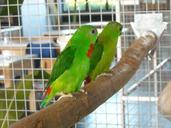 parakeets-small-parrots-birds-956881.jpg