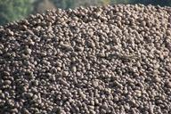 potato-potatoes-pile-lot-harvest-947587.jpg