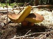 mushroom-brothers-boletus-mushroom-582049.jpg