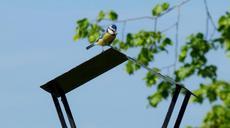 blue-tit-bird-carry-feed-boy-517590.jpg