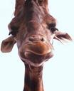 giraffe-head-face-portrait-600548.jpg