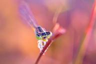 dragonfly-damselfy-kerala-india-637948.jpg