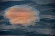 jellyfish-sea-sweden-archipelago-568476.jpg