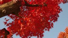 autumn-leaves-autumn-wood-216490.jpg