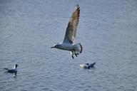 seagull-bird-flight-nature-wings-1429089.jpg